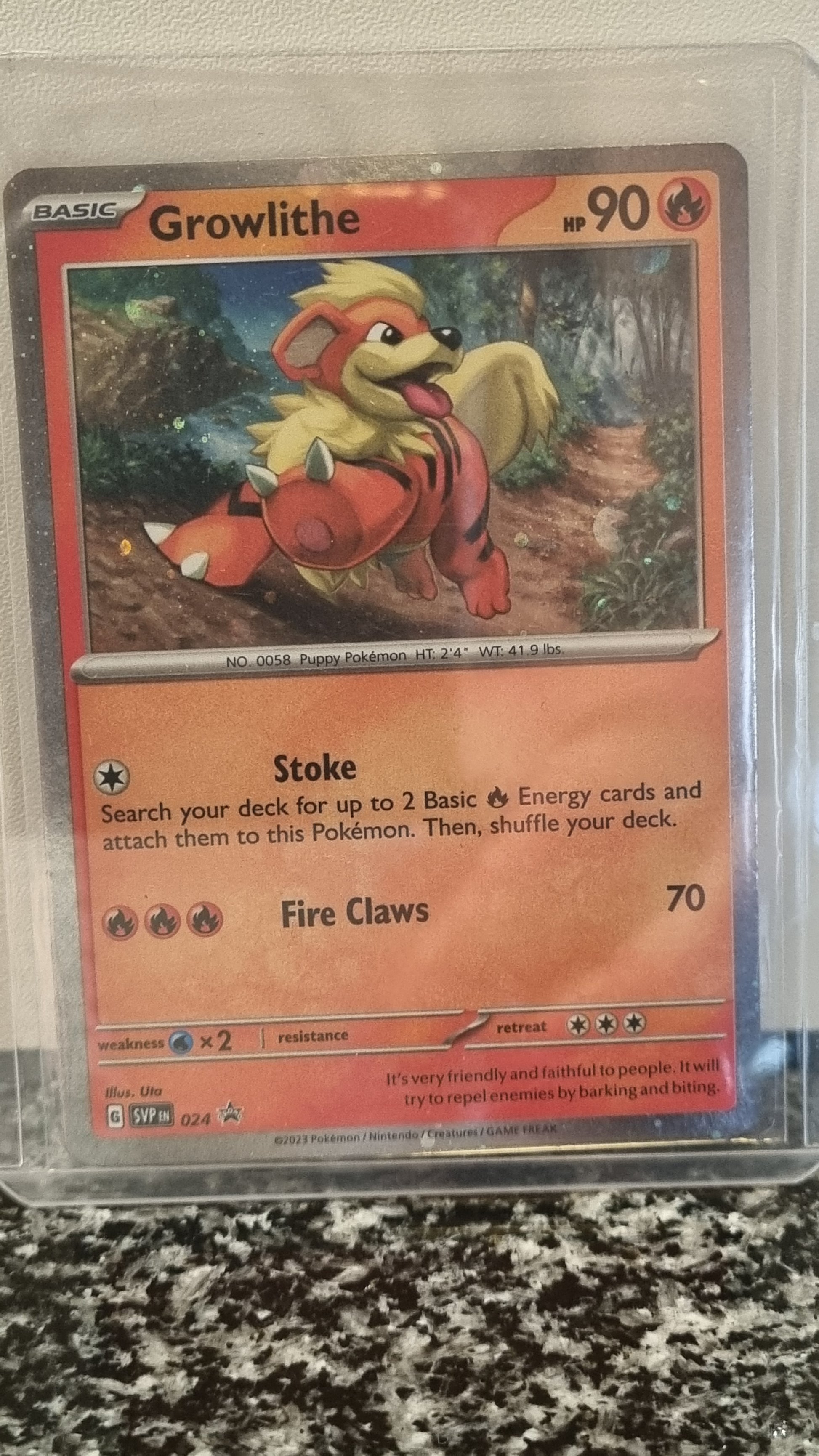 Growlithe (Cosmo Holo) (SV Black Star Promos #24) 🇺🇸 (Alt)